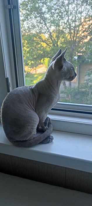 Девон Рекс хлопчик, Київ, Кривий Ріг