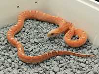 Wąż zbożowy , zbożówka Motley Scaleless het Ultra/Amel ph. 50% anery