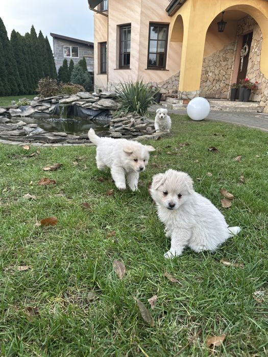 Śliczne białe szczeniaki