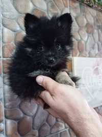 Spitz alemão macho lulu da Pomerânia