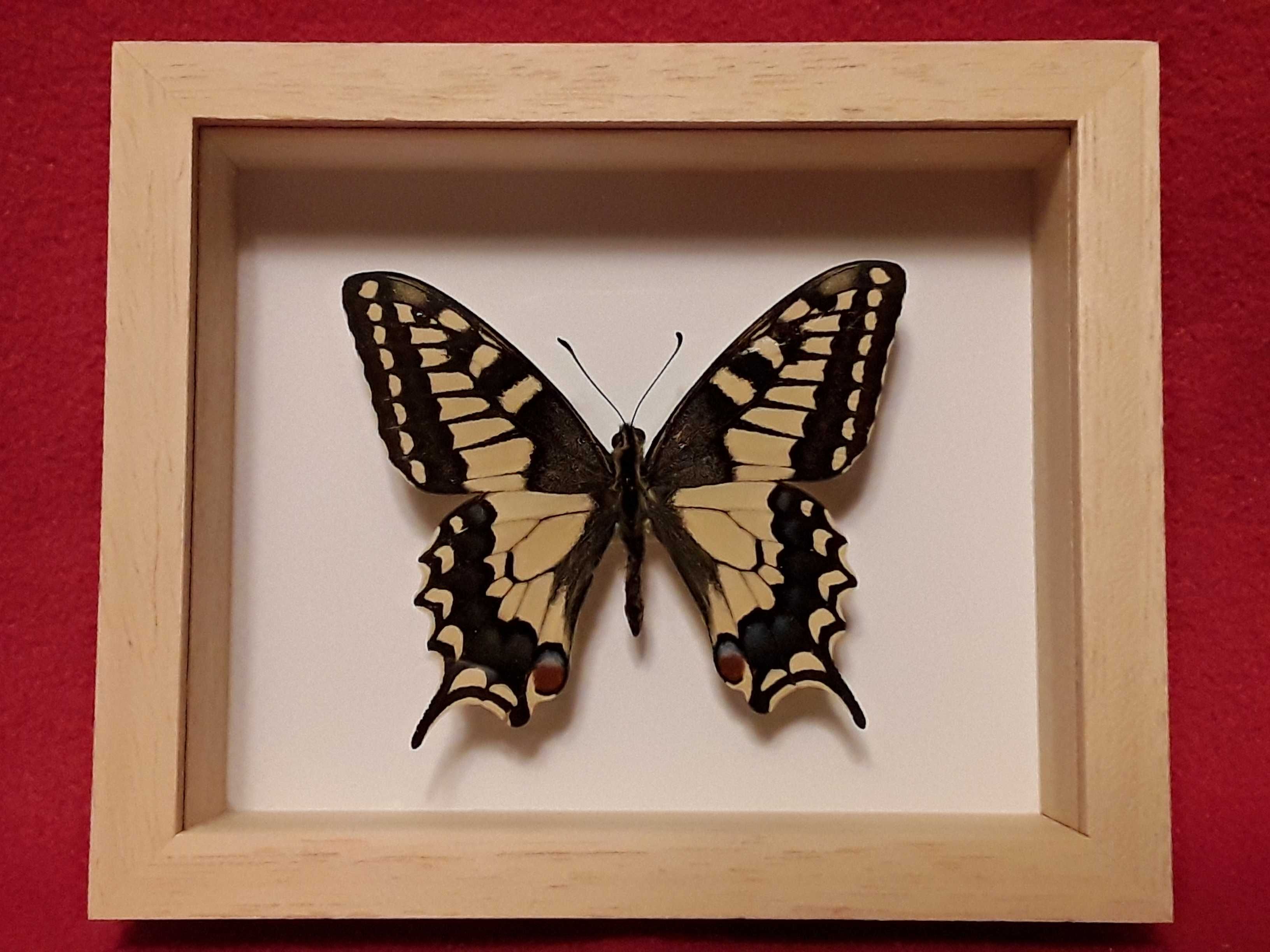 Motyl w ramce 12 x 10 cm . Papilio machaon - Paź królowej .