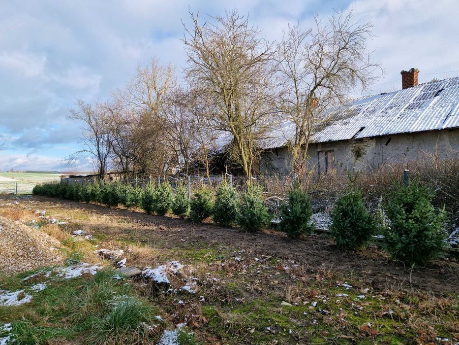 Świerk serbski, Picea OMORICA wys. 150 cm Zamiast Tuji na żywopłot