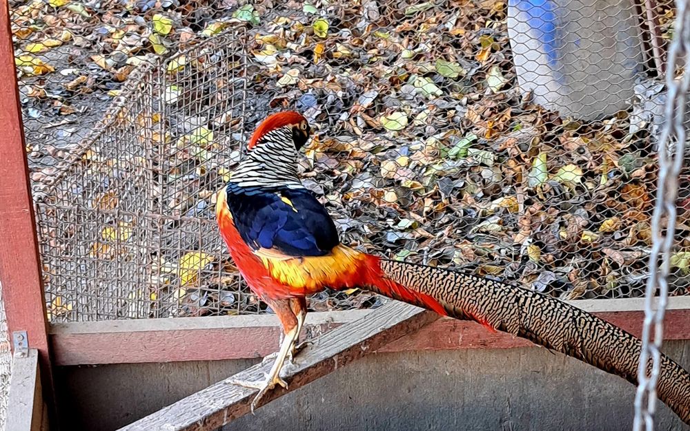 Bażanty złote , (samiec)