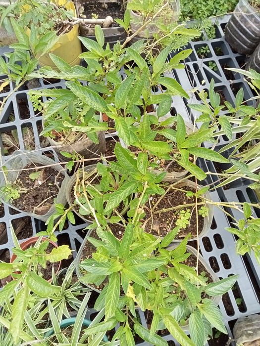 Planta de melão andino