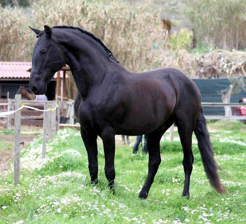 Poldra lusitano x Warmblood