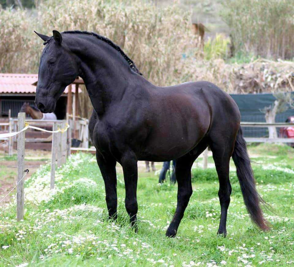 Poldra lusitano x Warmblood