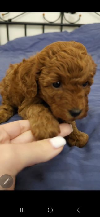 Міні цуценя мальтипу, той пуделя