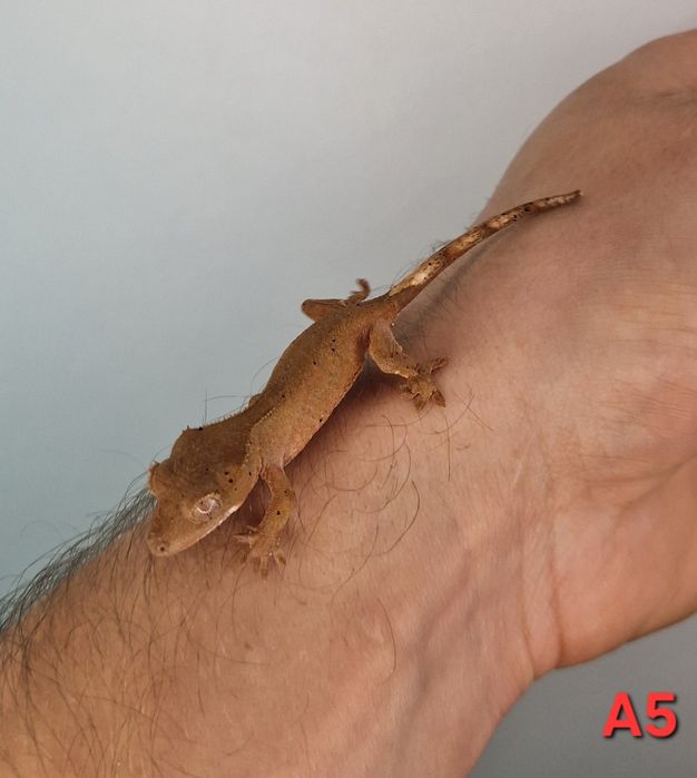 Gekony orzęsiony młode