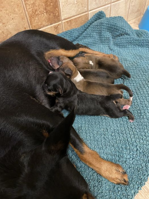 Oddam pieski za darmo