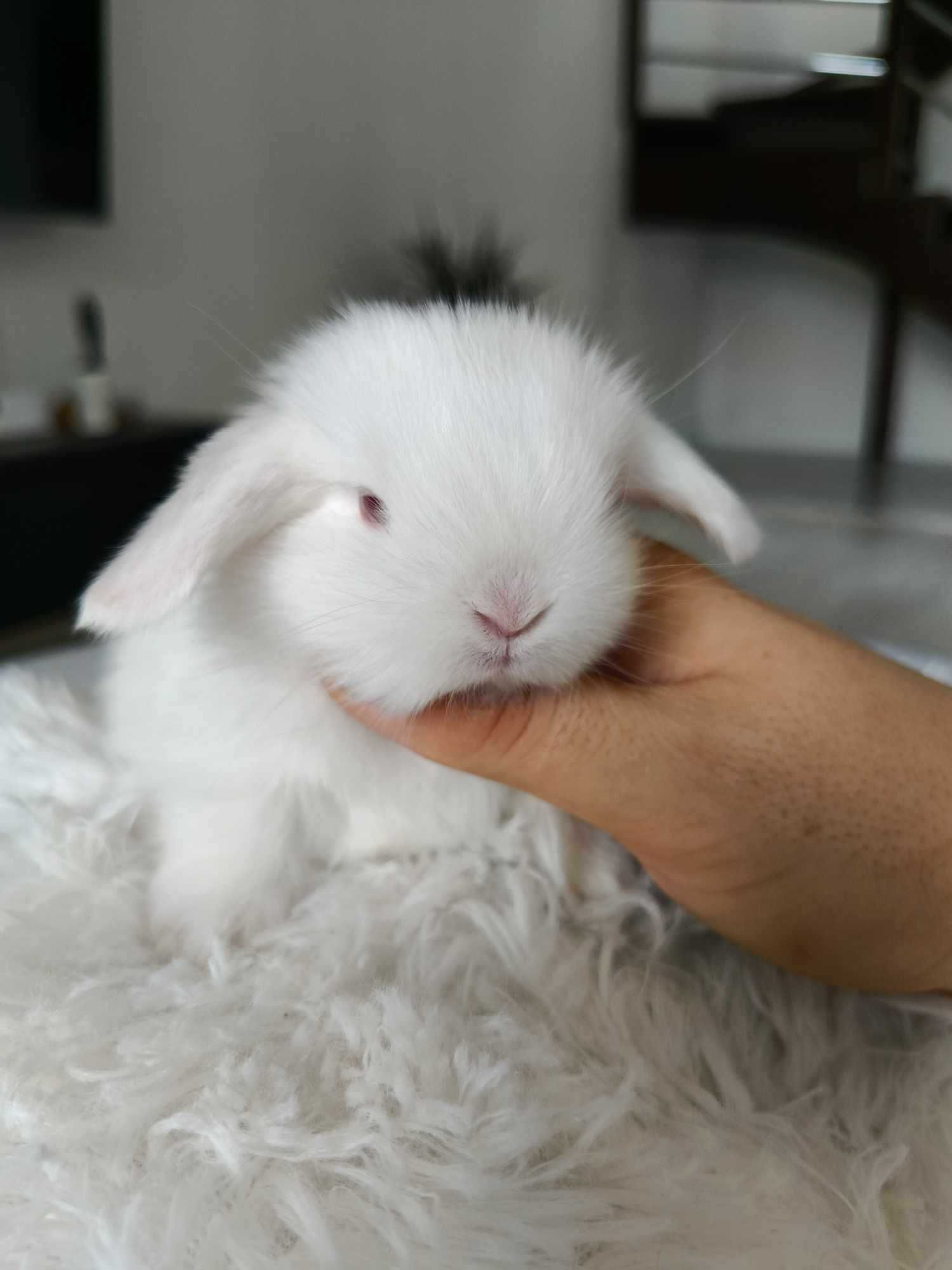 Mini lop karzełek Teddy hodowla zarejestrowana