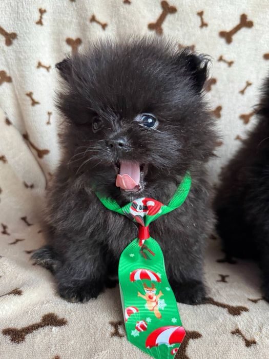 Кремові та чорні цуценята шпіц