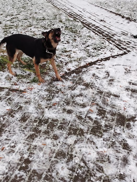 Owczarek Belgijski oddam max 50km