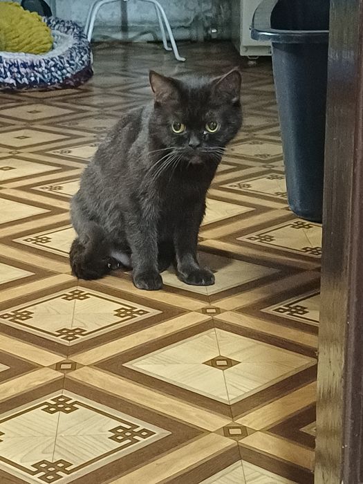 Британские котята