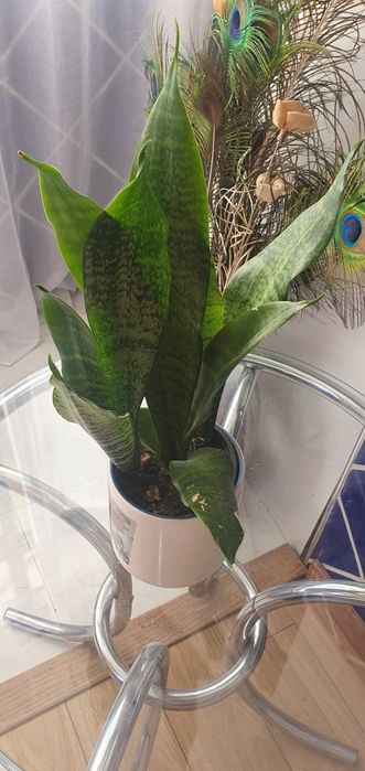 Espada de São Jorge