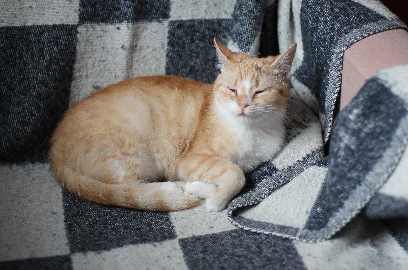 Dwie kotusie do adopcji w dwupaku.