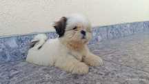 Suczka shih tzu szczeniak