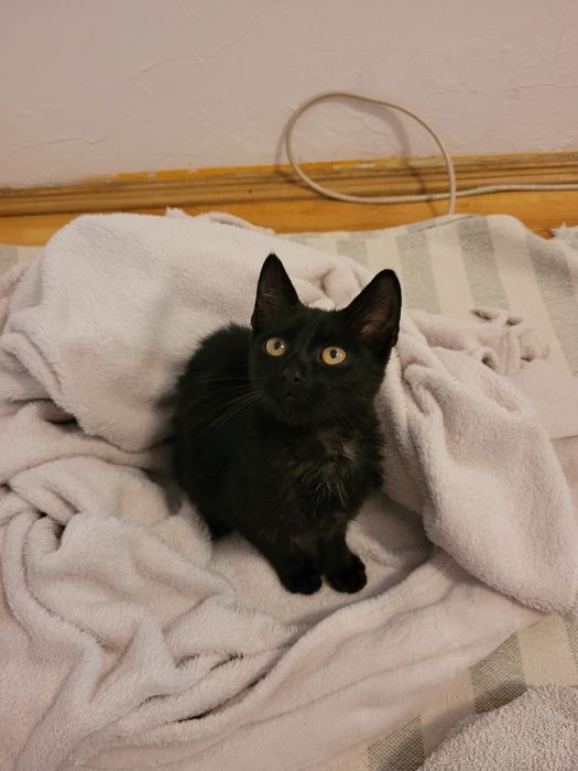 Pilne! Oddam 5 miesięcznego kocurka!