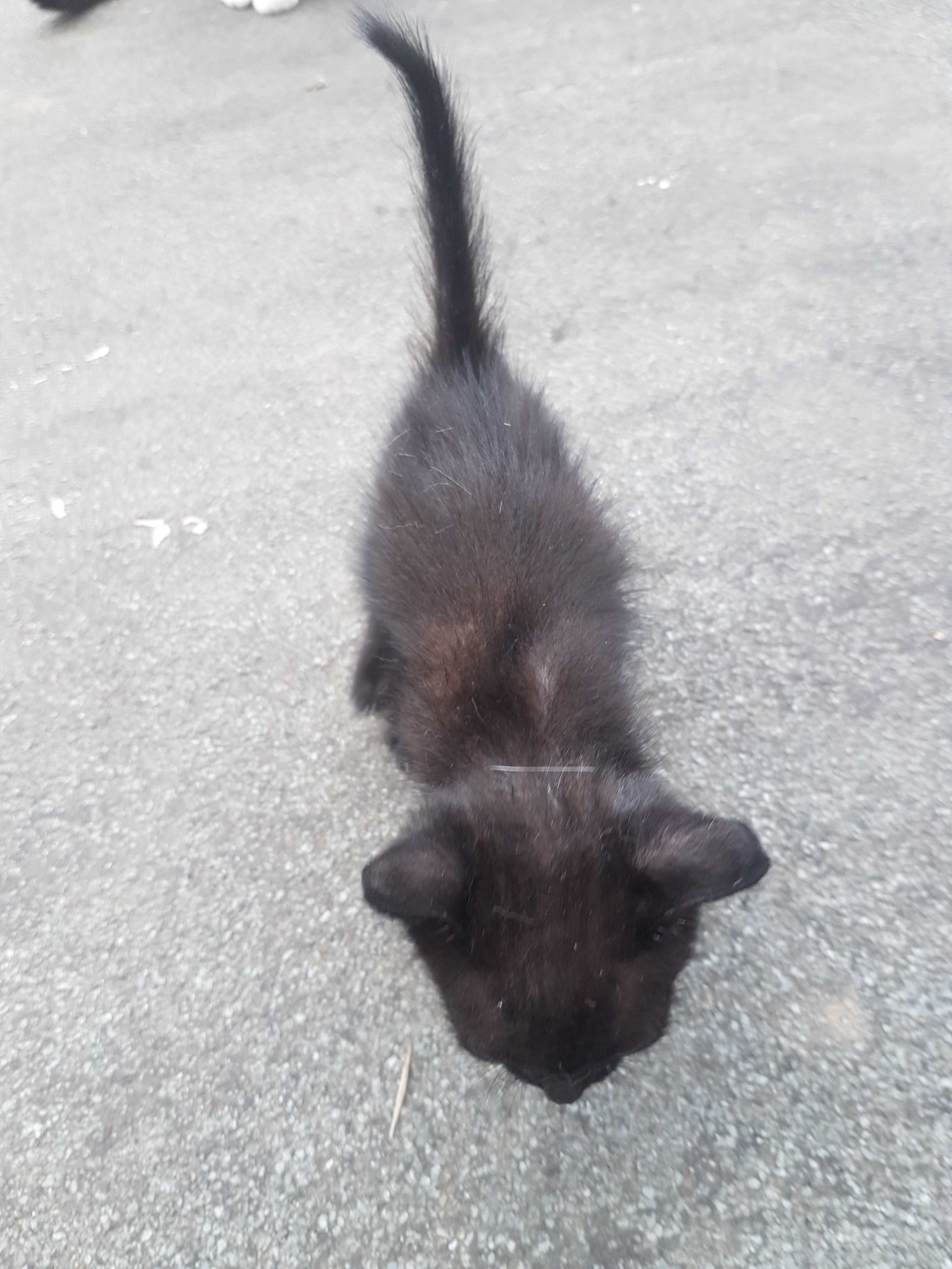 Dou 4 gatinhos com um mês e 5 dias. Para adoção séria e responsável.