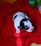 Suczka Yorkshire Terrier Biewer