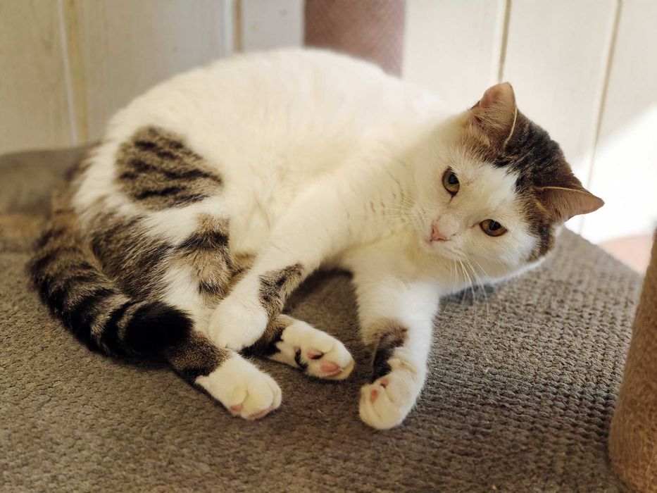 Мила воркотлива киця Брошка шукає дім! кішка 1,5р кіт кошеня кошка