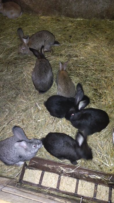 Продаются кролики