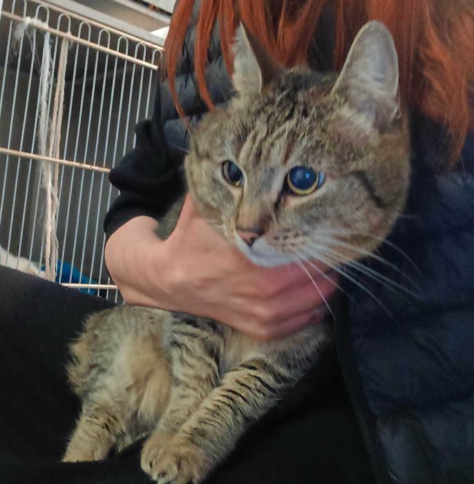 CYRYLKA-adoptuj kota z Lubelskiego schroniska