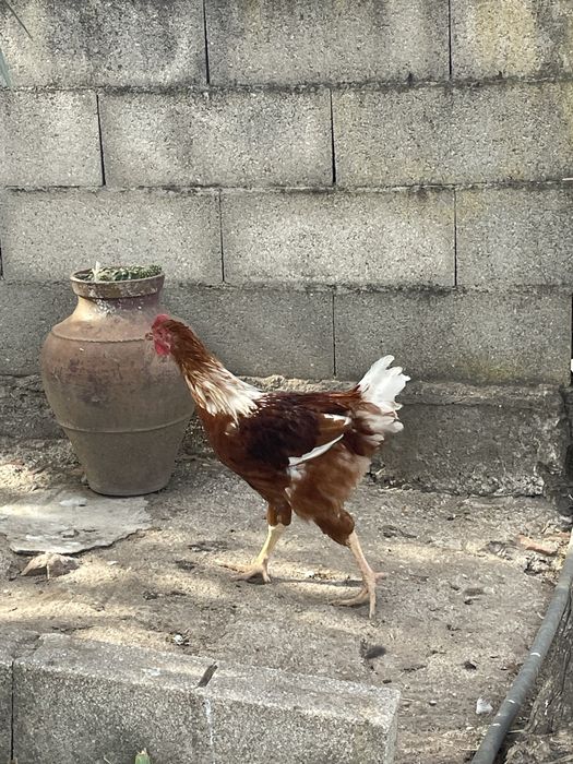Galos para consumo ou criação