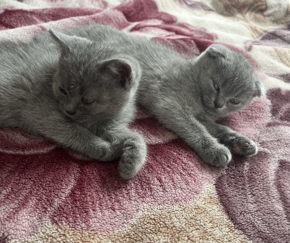 Котенята британська короткошерста