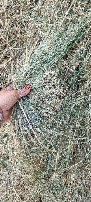 Siano Słoma sloma siano w kostkach konie, króliki