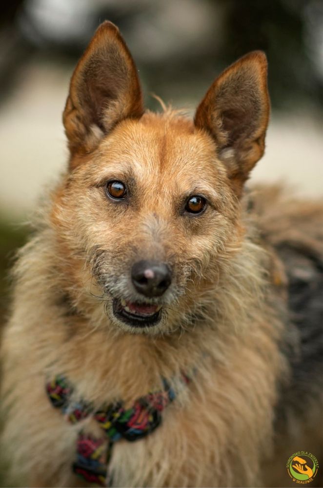 Maja - nieśmiała sunia w typie terriera do adopcji
