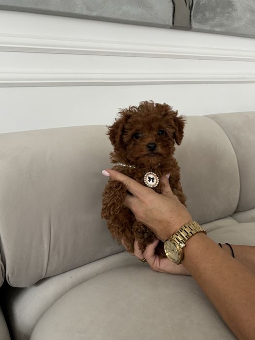 Pudel Toy malutka suczka red brown z rodowodem