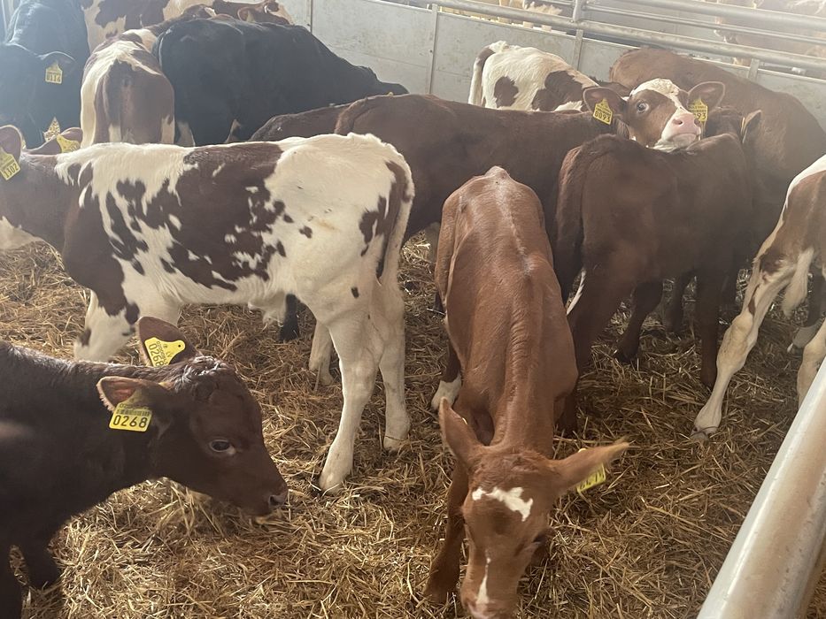 Cielaki byczki jałóweczki odsadki