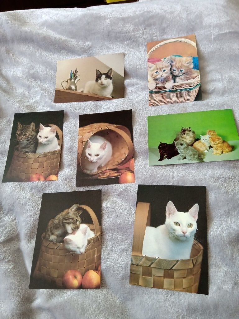 Kartki pocztowe prl kot koty