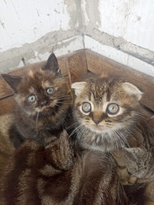 Маленькі комочки