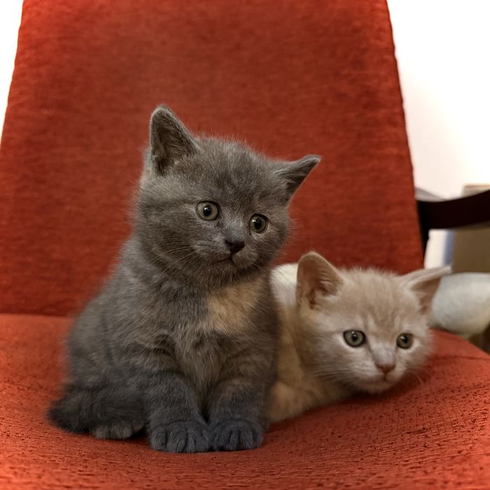 Котята (кошка и кот) в хорошие руки