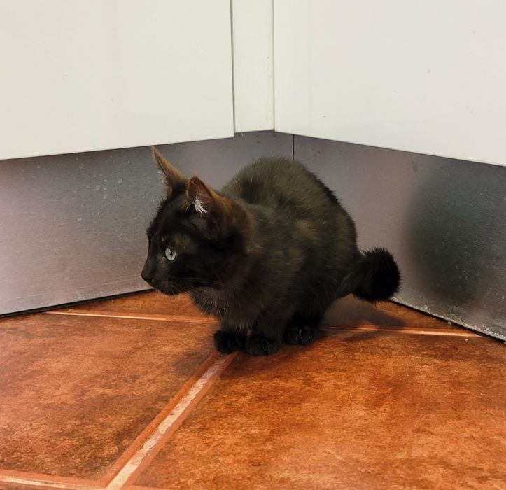 Gatinho para adopção