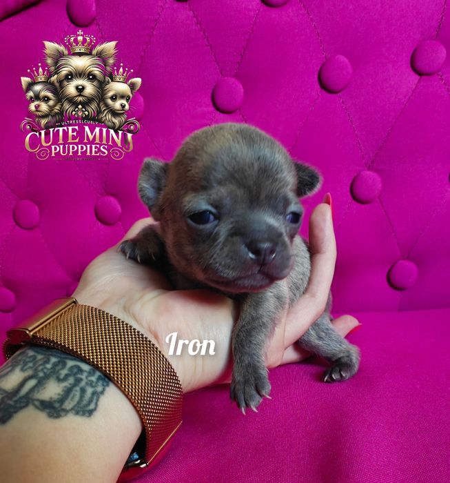 Chłopczyk Chihuahua pręgowany krótkowłosy