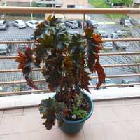 Vendo planta begonia