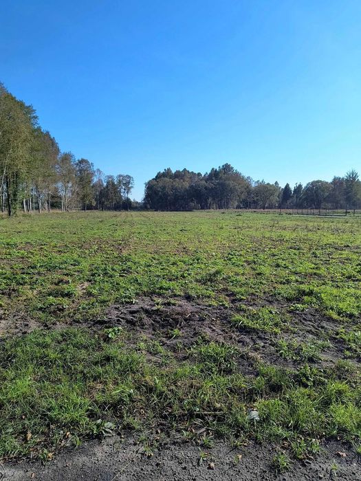 6 dużych działek rekreacyjnych 150 m od jeziora Roś, Pilchy