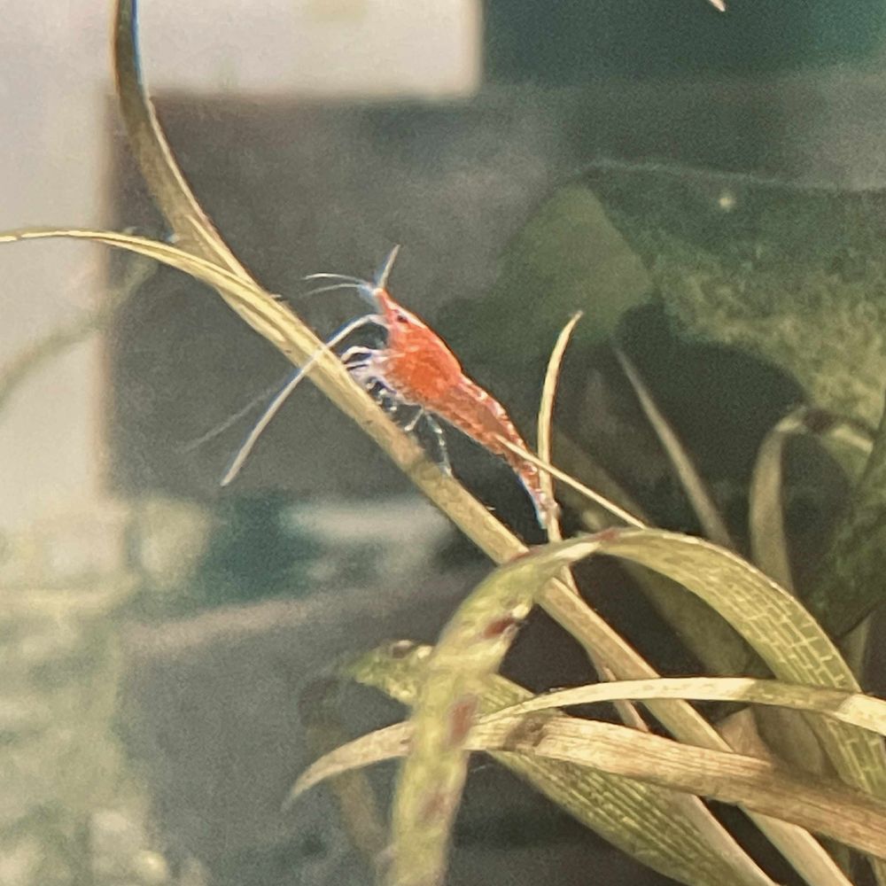 Krewetki sakura red
