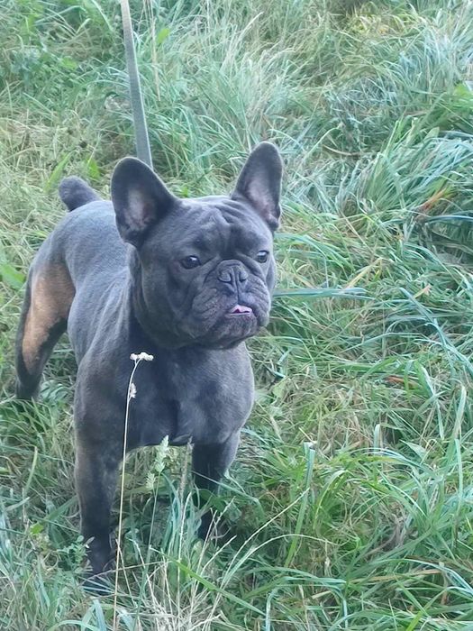 Вязка французкого бульдога