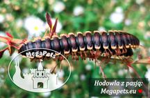 Coromus diaphorus Krocionóg Stonoga Wije Karaczany Ślimaki Modliszki