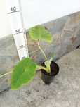 Colocasia (orelha de elefante)