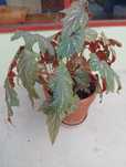 Planta interior grande