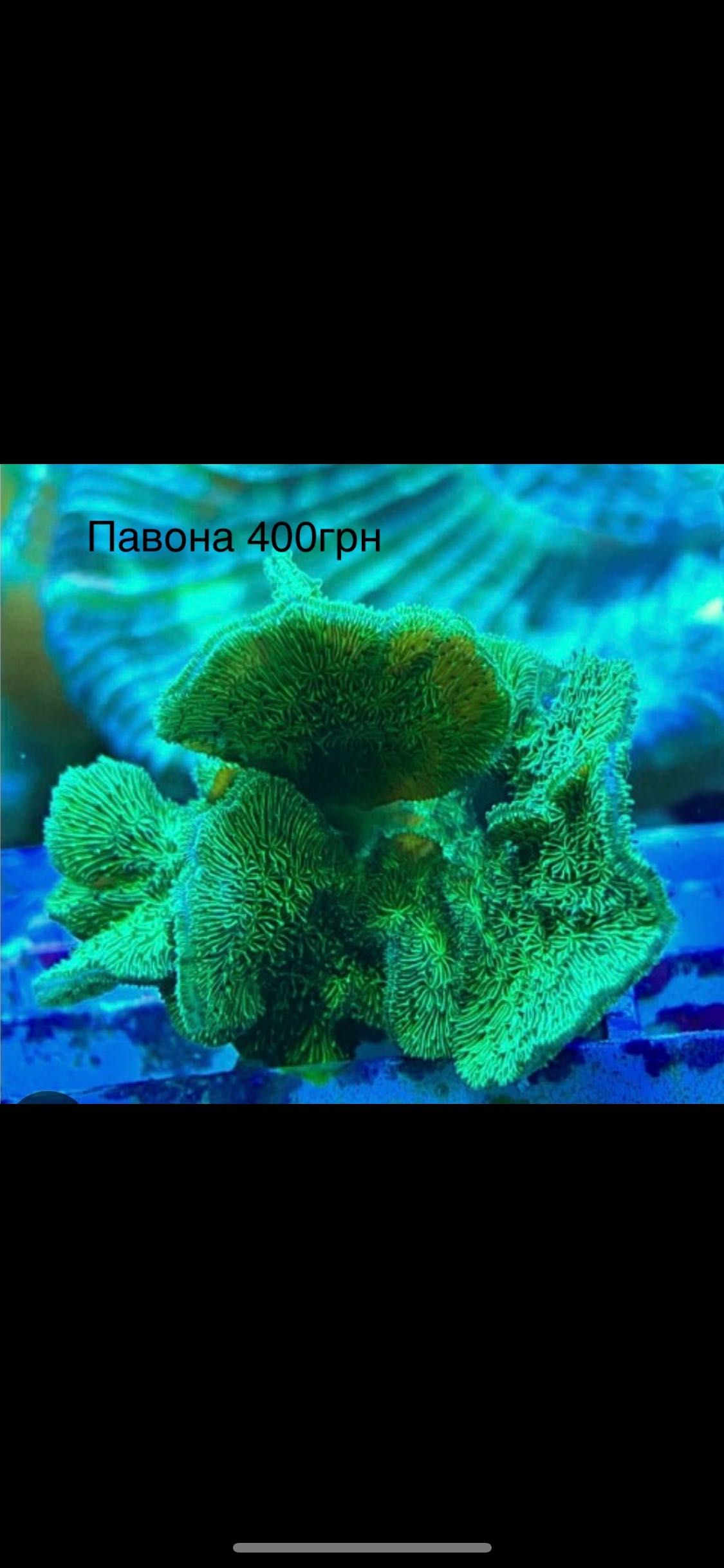 Морський акваріум корали кораллы