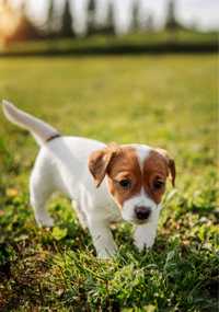 Suczka Jack Russell Terrier