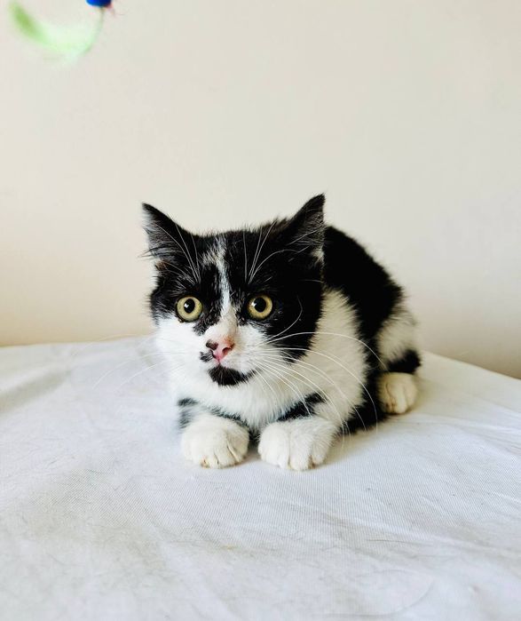 Маленькая черно-белая девочка ищет дом! Котята в хорошие руки!