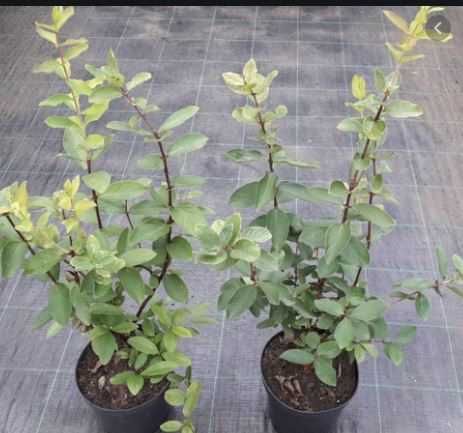 Sadzonki! Jagoda Kamczacka!Sadzonki z własnej szkółki! 3 Letnie! CAC