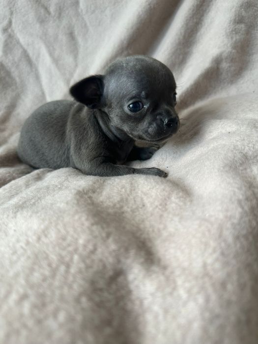Chihuahua niebieska miniatureczka dziewczynka krótkowłosa z rodowodem