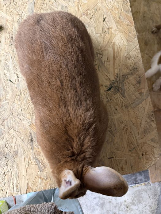 Krolik duzy mieszaniec